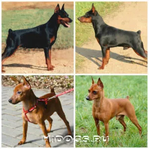 Miniature Pinscher Miniature Pinscher fajtastandardtól, dresirovka (fotó)