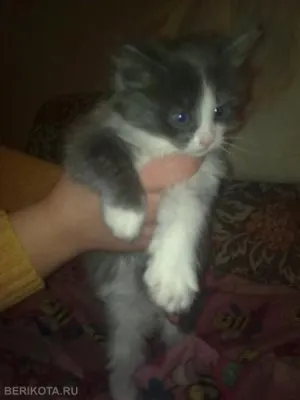 Miért álom egy macska megölte a vér, a világ a kutyák és macskák (macska) Miért álom egy macska megölte a vér, a világ a kutyák és macskák