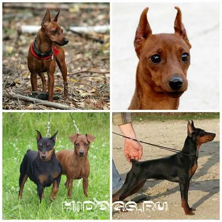 Miniature Pinscher Miniature Pinscher fajtastandardtól, dresirovka (fotó)