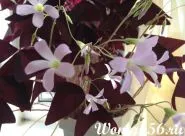 Kislitsa szoba - virág háromszög sóska (Oxalis) Oxalis terem - Flower oxalis háromszög