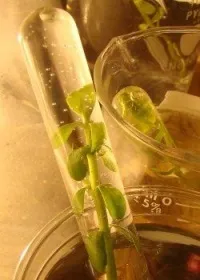 Cell mérnöki előrelépést, vagy ugrik az ismeretlenbe (egyik cellából a másikba) Cell mérnöki lépést előre, vagy ugrás az ismeretlenbe