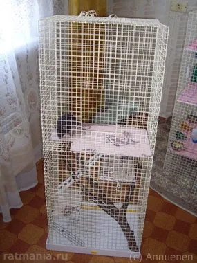 Cage a patkányok a kezüket, Rathmann