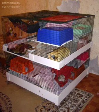 Cage a patkányok a kezüket, Rathmann