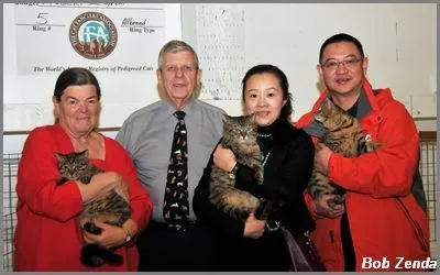 Kínai Li Hua Cat Tigris