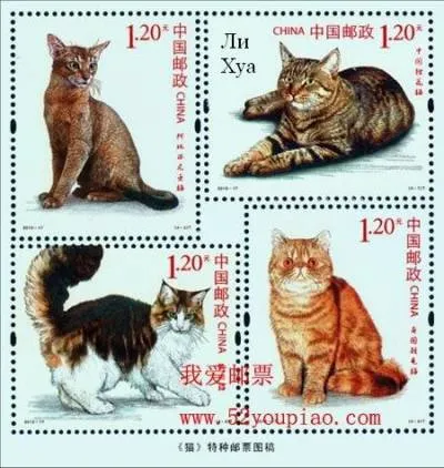 Kínai Li Hua Cat Tigris