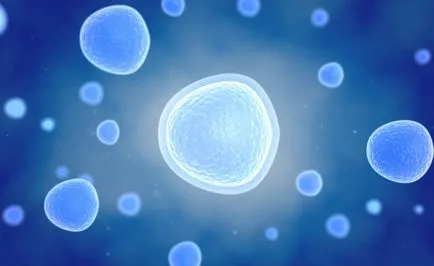 A celluláris immunitást, hogy vitaportal - egészségügy és orvostudomány (a rendszer a celluláris immunitás) A celluláris immunitást, hogy vitaportal - Health and Medicine