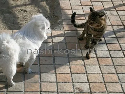 Li Hua Kína - képek, macska, cica, a fajta, minden a macskák