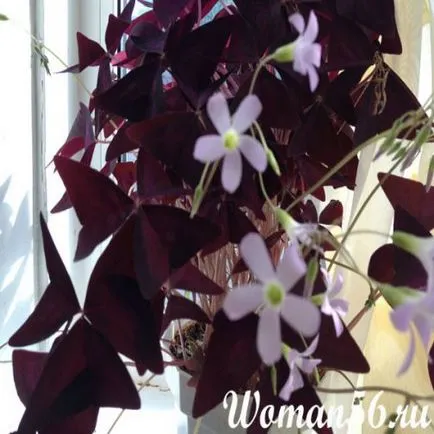 Kislitsa szoba - virág sóska háromszög (szoba) Oxalis terem - Flower oxalis háromszög