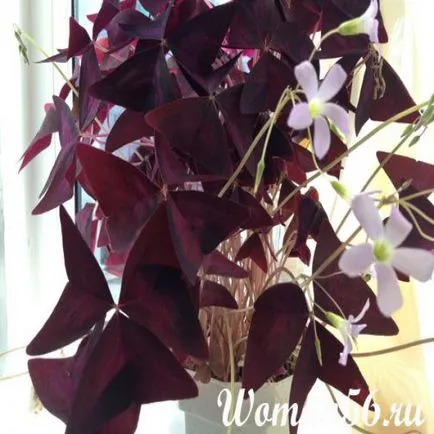 Kislitsa szoba - virág háromszög sóska (Oxalis virág) Oxalis terem - Flower oxalis háromszög