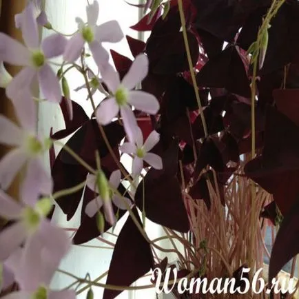 Kislitsa szoba - virág háromszög sóska (Oxalis) Oxalis terem - Flower oxalis háromszög