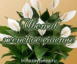 Hogyan Care Spathiphyllum