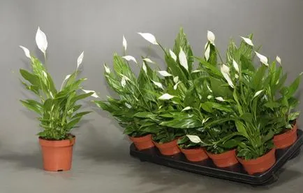 Hogyan Care Spathiphyllum Hogyan Care Spathiphyllum