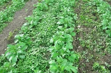 Mint elpusztítani növények Mint elpusztítani növények