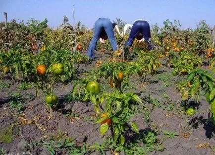 Mint elpusztítani növények Mint elpusztítani növények