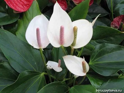Hogyan Care Spathiphyllum