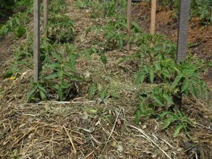 Mint elpusztítani növények Mint elpusztítani növények
