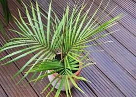 Coconut fa otthon öntözés, ültetés, a hőmérséklet (nő) Coconut fa otthon öntözés, ültetés, a hőmérséklet