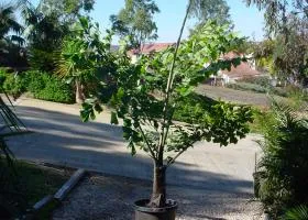 Coconut fa otthon öntözés, ültetés pont (otthon) Coconut fa otthon öntözés, ültetés, a hőmérséklet