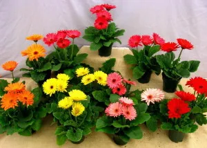 Cserepes gerbera virágok ellátást, reprodukció és a kezelés otthon (fotó) (Home) Cserepes gerbera virágok ellátást, reprodukció és a kezelés otthon (fotó)