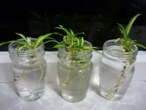 Chlorophytum Cserepes gondozási iránymutatásokat és a reprodukció az otthon (otthon) Chlorophytum Cserepes gondozási iránymutatásokat és a reprodukció az otthoni