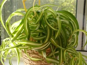 Chlorophytum Cserepes gondozási iránymutatásokat és a szaporodás otthon (ellátás) Chlorophytum Cserepes gondozási iránymutatásokat és a reprodukció az otthoni