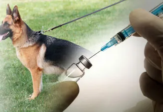 Amikor oltására kölykök Shepherd, fotók és videó (Shepherd) Amikor oltására kölykök Shepherd, fotó és videó