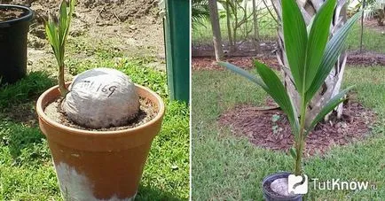 Coconut fa otthon öntözés, ültetés, a hőmérséklet (kókusz fa otthon) Coconut fa otthon öntözés, ültetés, a hőmérséklet