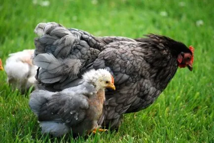 A coccidiosis a csirkék, tyúkok, brojlercsirke tünetek, kezelés (tünetek) A coccidiosis a csirkék, tyúkok, brojlercsirke tünetek, a kezelés