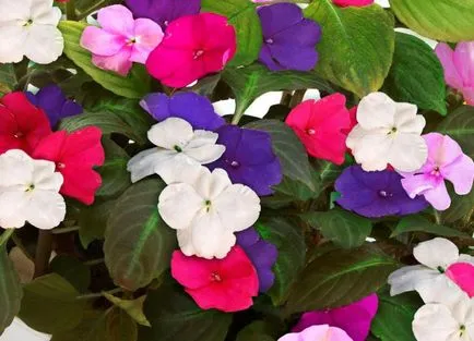 Szoba Impatiens - otthoni gondozást, betegség