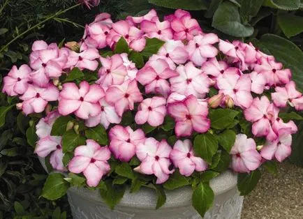 Szoba Impatiens - otthoni gondozást, betegség