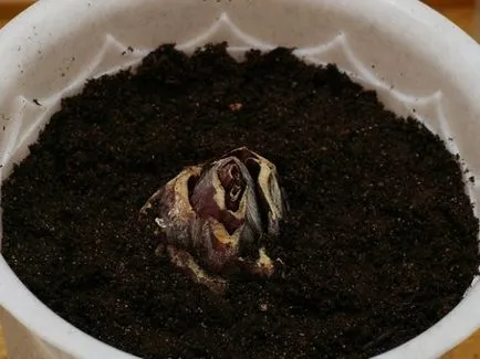 Lily szobában vagy otthoni gondozás és termesztése (gyakorlati tanácsok) (gondozás) Lily szobában vagy otthoni gondozás és termesztése (gyakorlati tippeket)