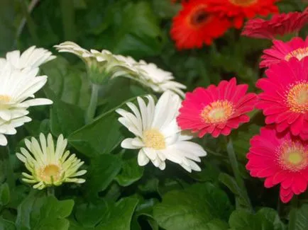Gerbera szoba otthoni gondozást, fotó, termesztés vetőmagok egy bankot, hogy miért nem a virágok (mag) Gerbera szoba otthoni gondozást, fotó, termesztés vetőmagok egy bankot, hogy miért nem virágzik,