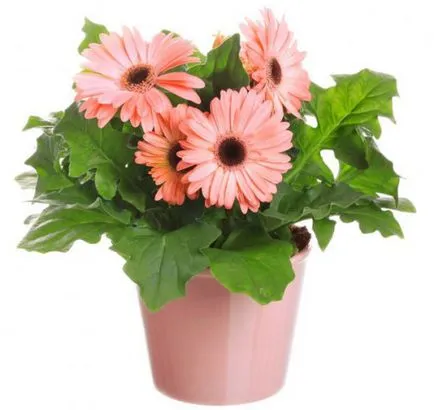 Cserepes gerbera virágok ellátást, reprodukció és a kezelés otthon (fotó) (virág) Cserepes gerbera virágok ellátást, reprodukció és a kezelés otthon (fotó)