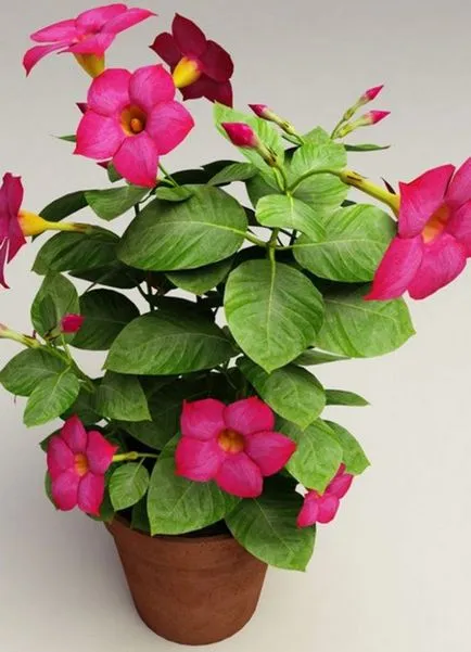 Szoba Impatiens - otthoni gondozást, betegség