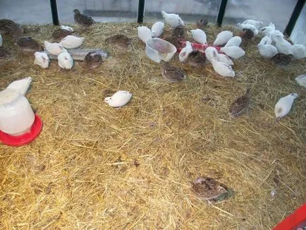 Takarmány fürj összetételi arányát, a recept és az ár