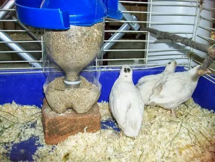 Takarmány fürj összetételi arányát, a recept és az ár