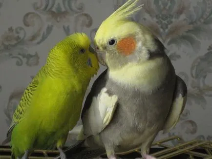 Corella, egy kicsit beszédes papagáj