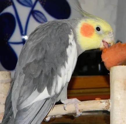 Corella, egy kicsit beszédes papagáj