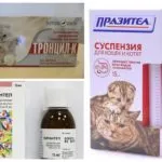 A macska karcos a sebeket a nyakon, de nem bolhák - mint a gyógyítás