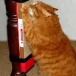 Cat esküvő, vörös macska
