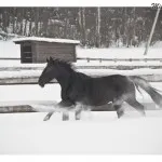 Cat Usher, mint ideális kisállat