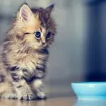 Ragdoll macska és egy leírás a természet a fajta, vélemények a tulajdonosok (macskák ragdoll fajta) Ragdoll macska és egy leírás a természet a fajta, vélemények tulajdonosok