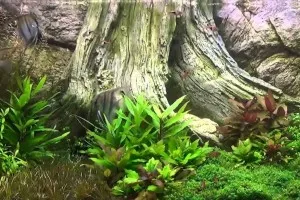 Gubanc az akvárium saját kezűleg