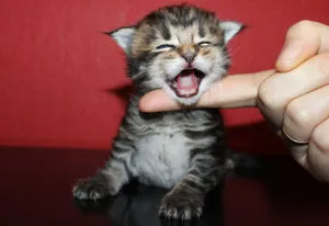 A cica meows, mit kell tenni
