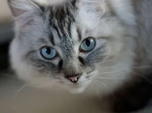 Ragdoll macska és egy leírás a természet a fajta, vélemények a tulajdonosok (rongybaba szín) Ragdoll macska és egy leírás a természet a fajta, vélemények tulajdonosok