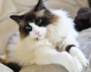 Ragdoll macska és egy leírás a természet a fajta, az értékelés a tulajdonosok (rock) Ragdoll macska és egy leírás a természet a fajta, vélemények tulajdonosok