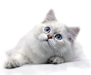 Ragdoll macska és egy leírás a természet a fajta, a tulajdonosok véleménye (rongybaba karakter) Ragdoll macska és egy leírás a természet a fajta, vélemények tulajdonosok