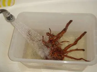 Gubanc az akvárium saját kezűleg 1 (akvárium saját kezűleg) Gubanc az akvárium saját kezűleg 1