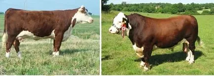Cow - otthon zhivotnoesvoy községben