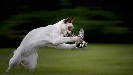 Feline harcot, amikor két macska nem lehet otthon egyedül (állatorvosi cikk) Feline harcot, amikor két macska nem lehet otthon egyedül